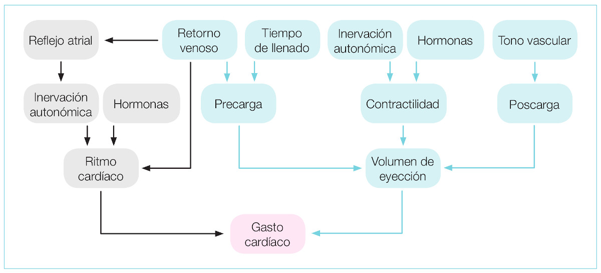  Figura 2. Factores que influyen en el gasto cardíaco2.