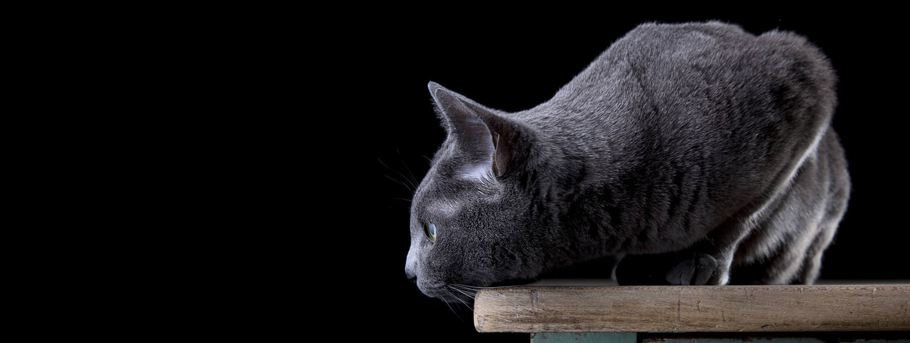 veterinaria-gato