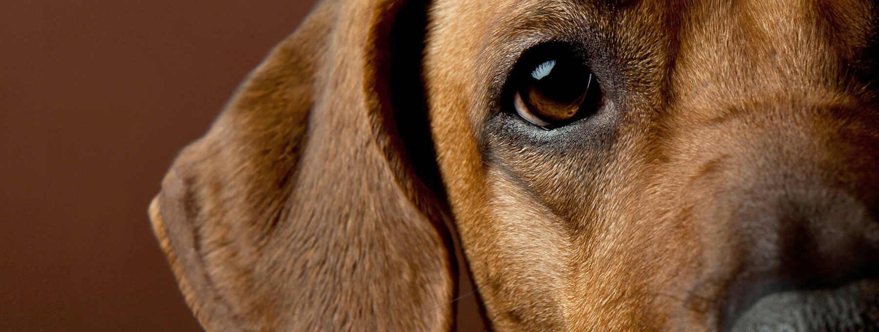 veterinaria-perro2